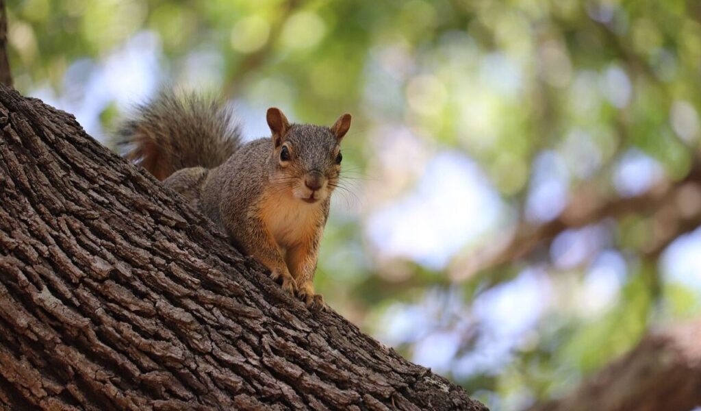 Squirrel on a tree trunk with a curious look.