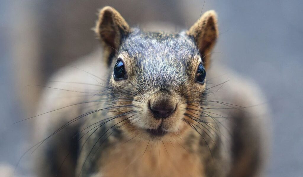 Close-up of a squirrel with a curious expression.