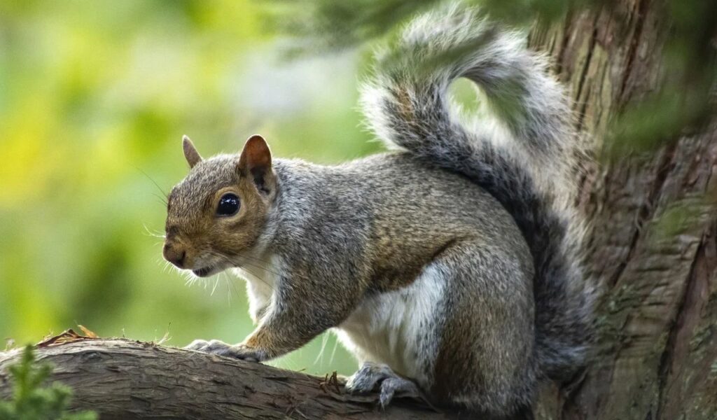 Squirrel on a tree branch.