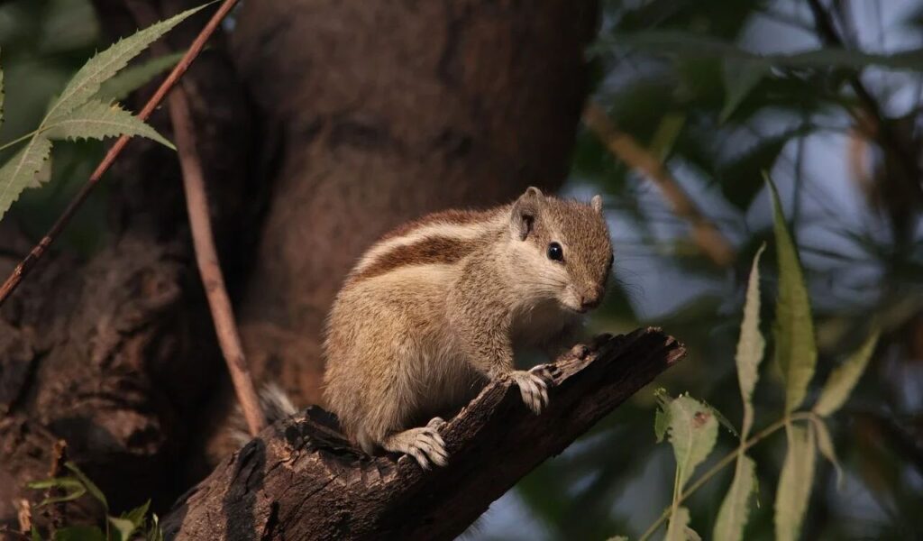 Squirrel perched on a tree branch.