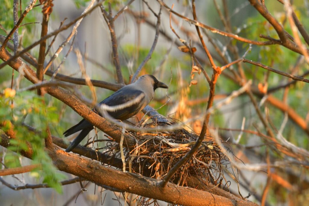 crow in a nest