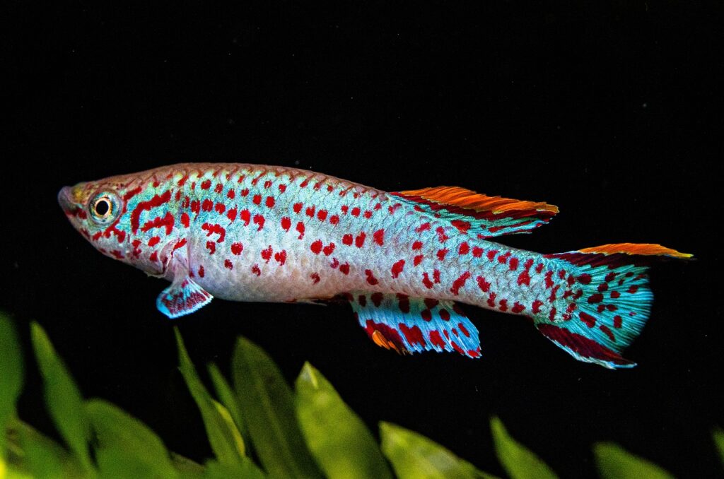 Killifish in all its beauty
