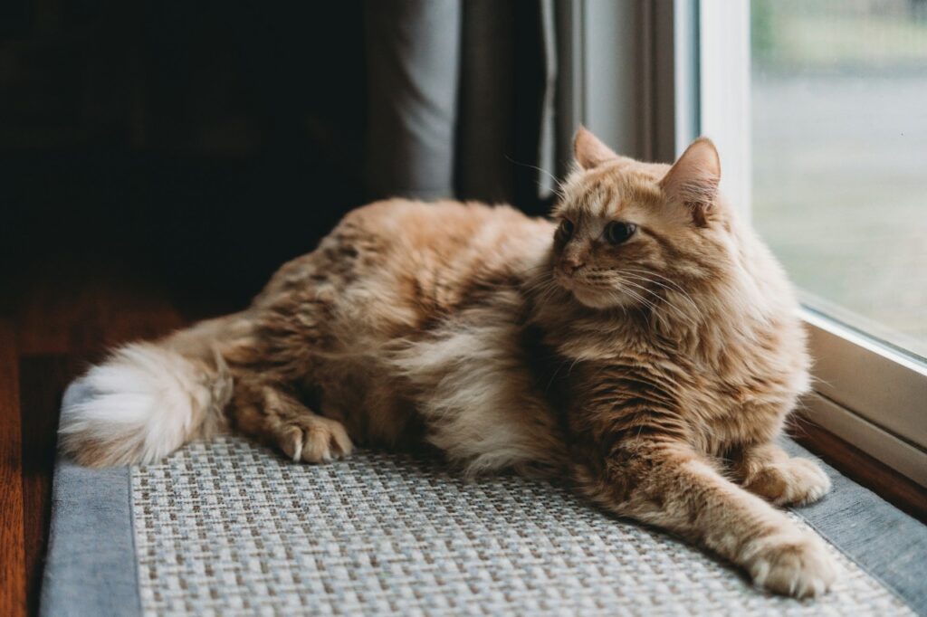Norwegian Forest Cat