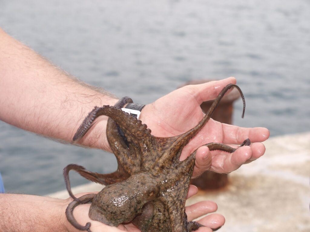 Someone holding an octopus