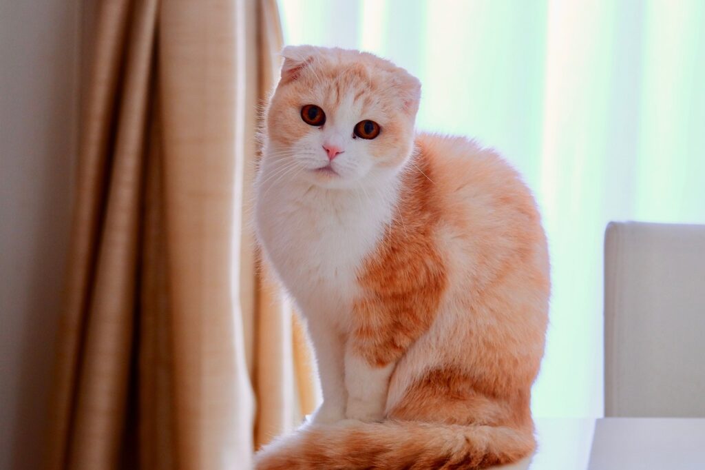 Scottish Fold indoors