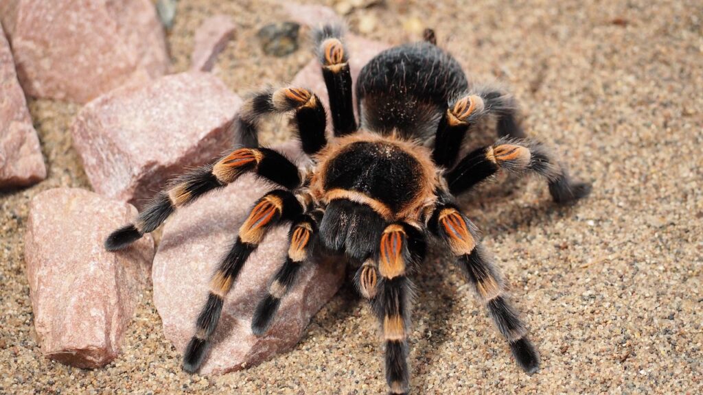 tarantula