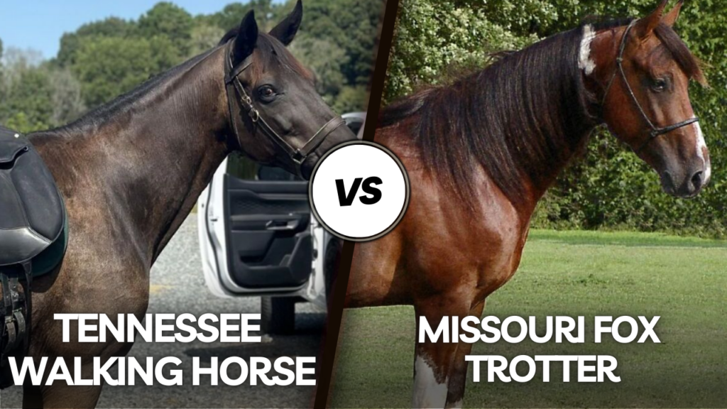 Tennessee Walking Horse vs Missouri Fox Trotter