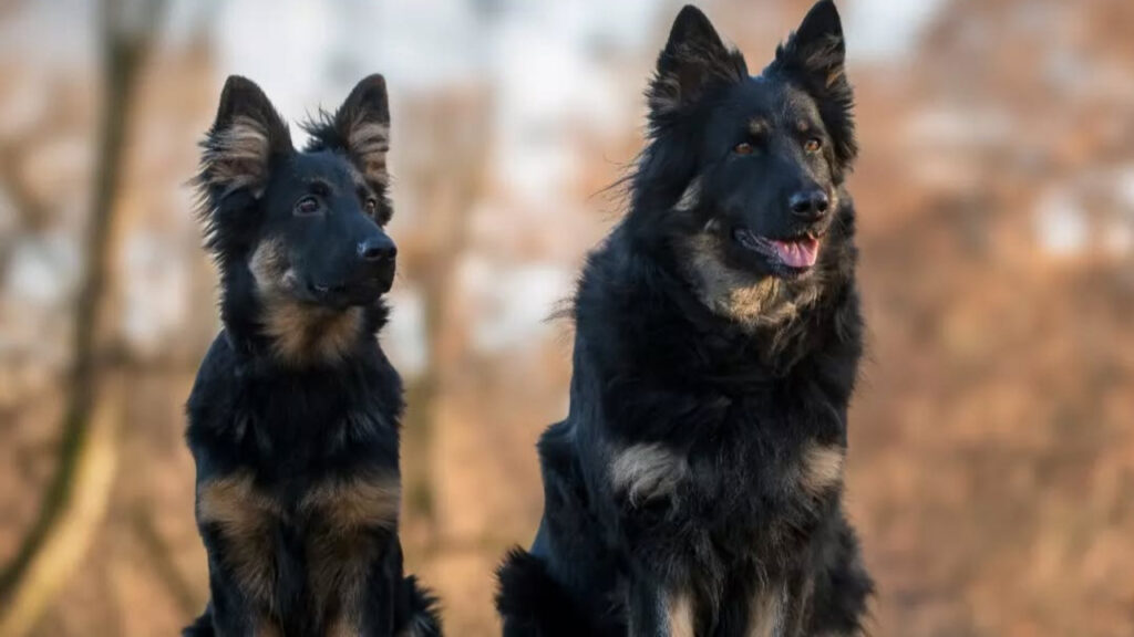Couple of Bohemian Shepherd