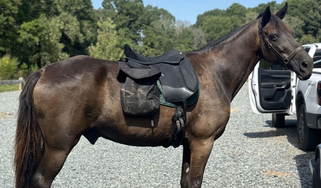 Tennessee Walking Horse