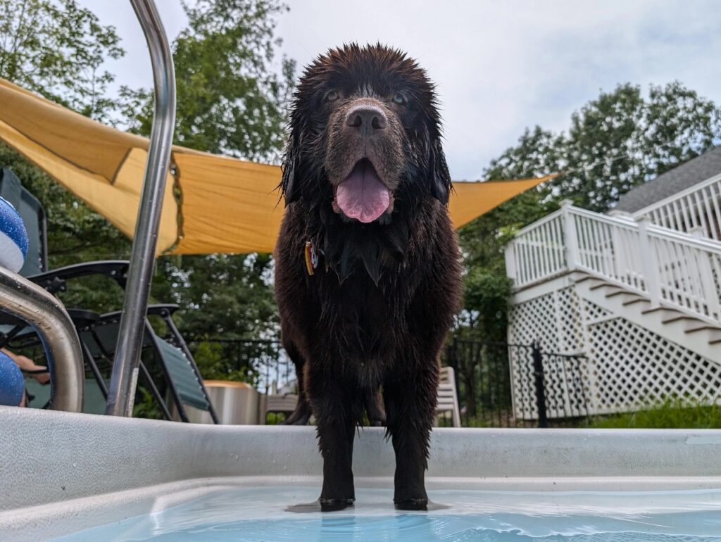Newfoundland at the swimming pool