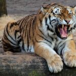 tiger growling