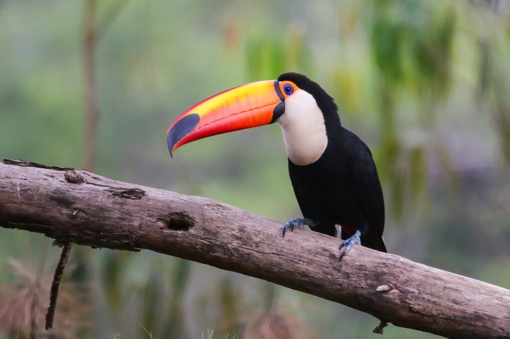 toco-toucan
