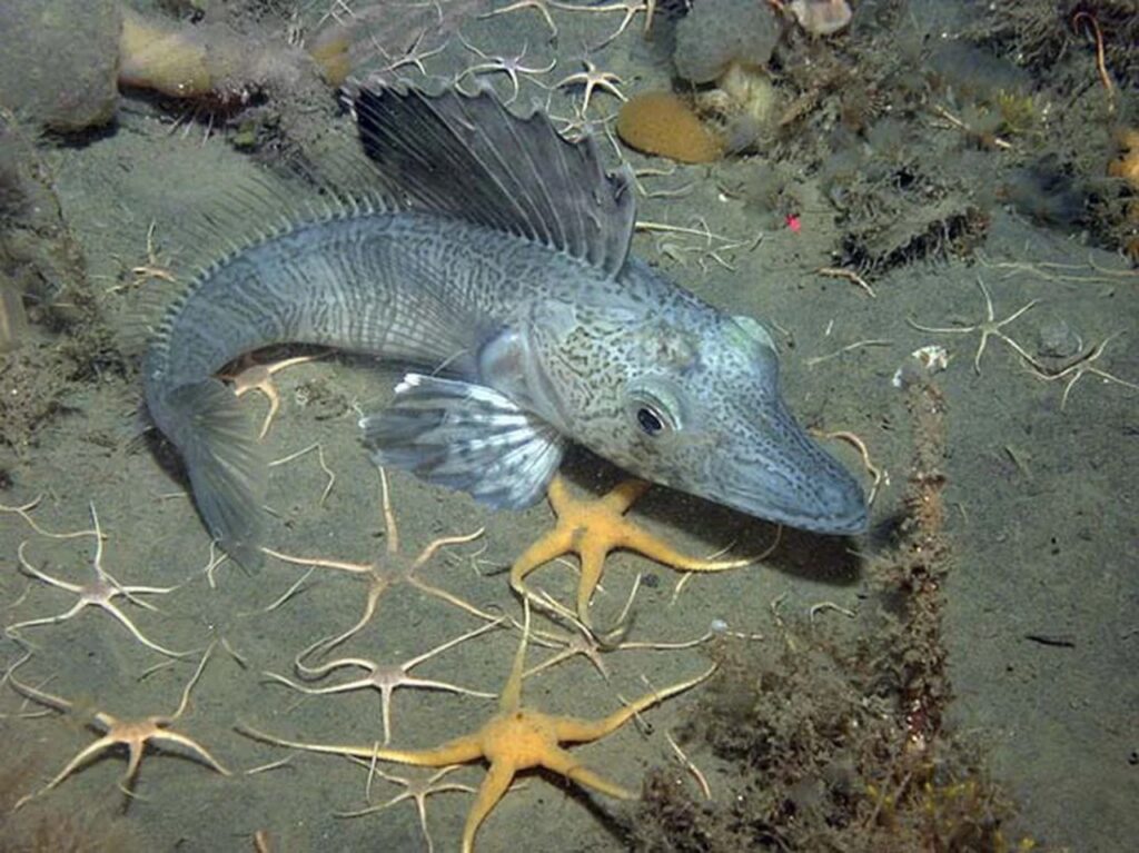 The Crocodile Icefish