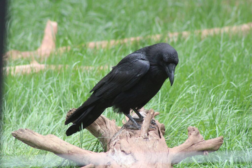 crow sitting on a branch