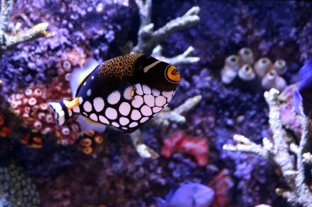 Clown triggerfish