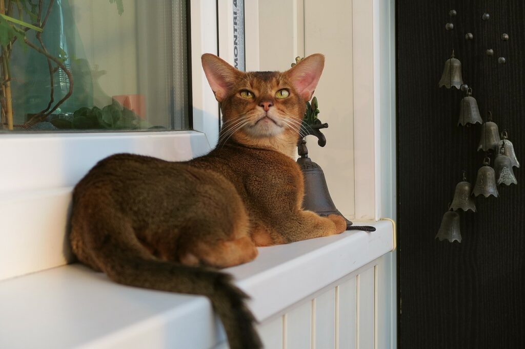 Abyssinian