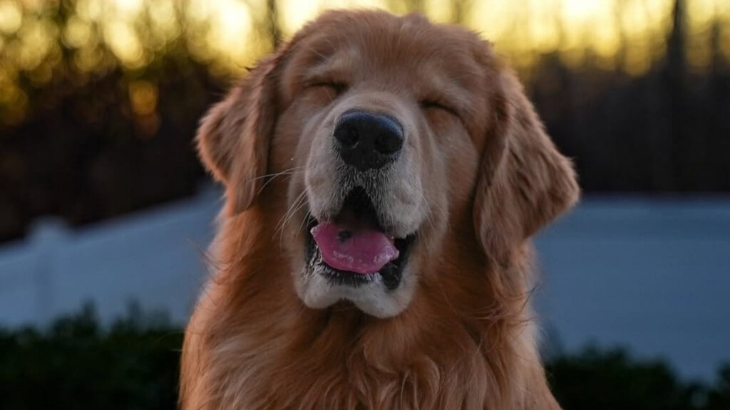 Tucker