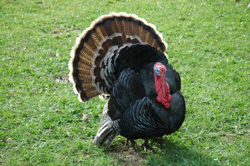 turkey in a field