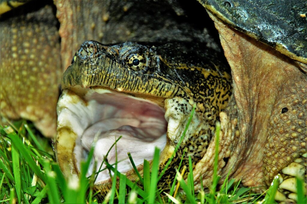snapping turtle