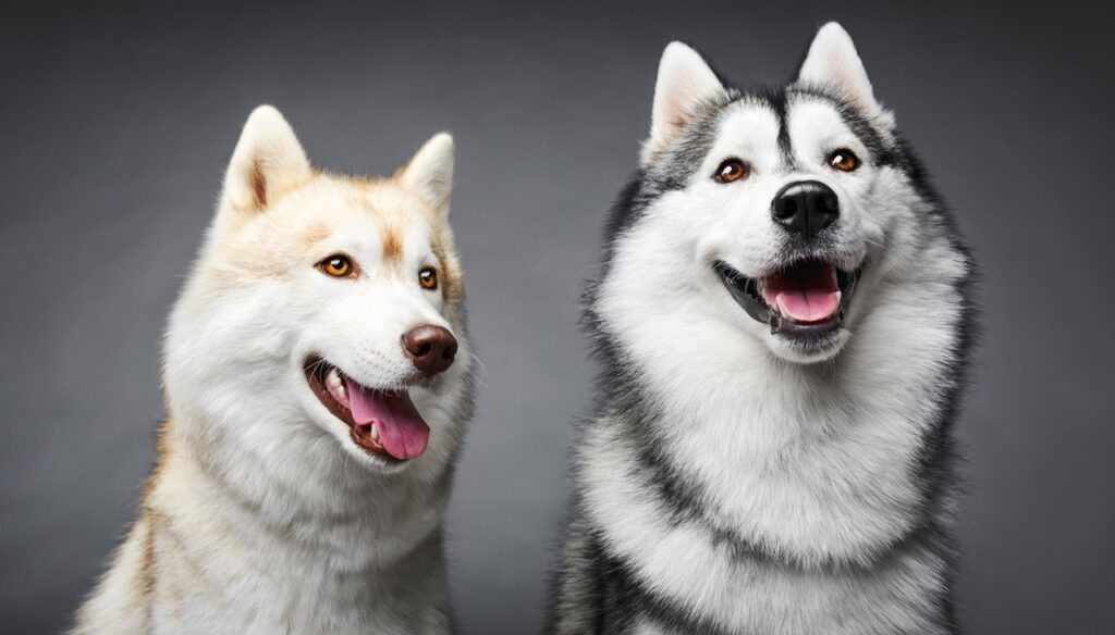 Portrait of couple siberian husky on gray background