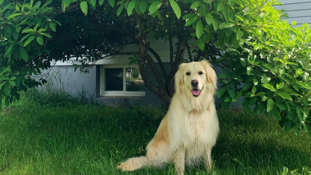 Golden Shepherd under a tree