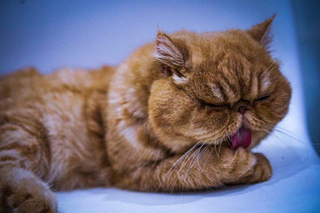 Exotic Shorthair cat