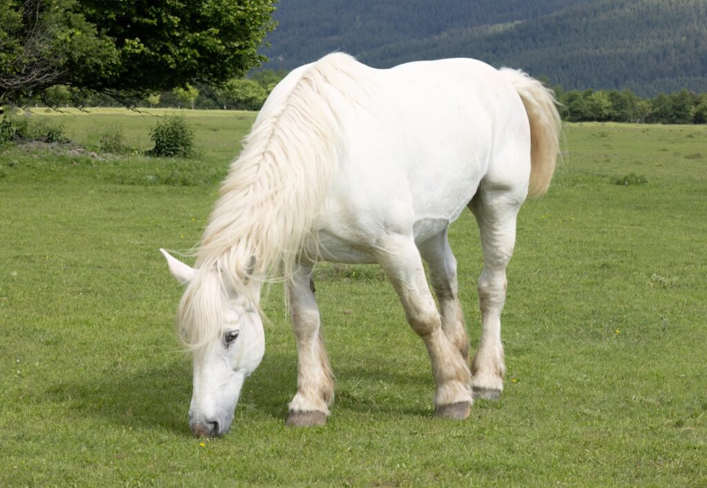 Percheron white horse