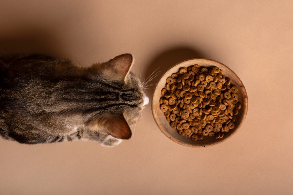 cat eating food from bowl