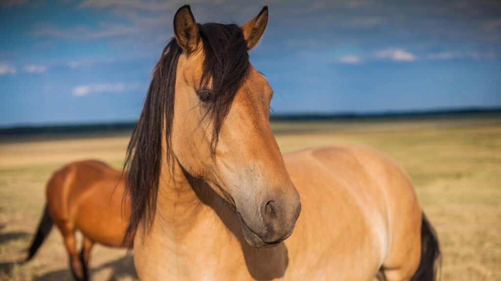 horse under sun