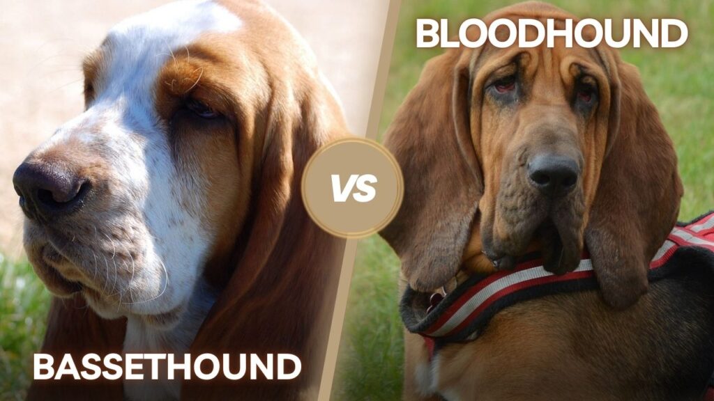 Bassethound vs Bloodhound