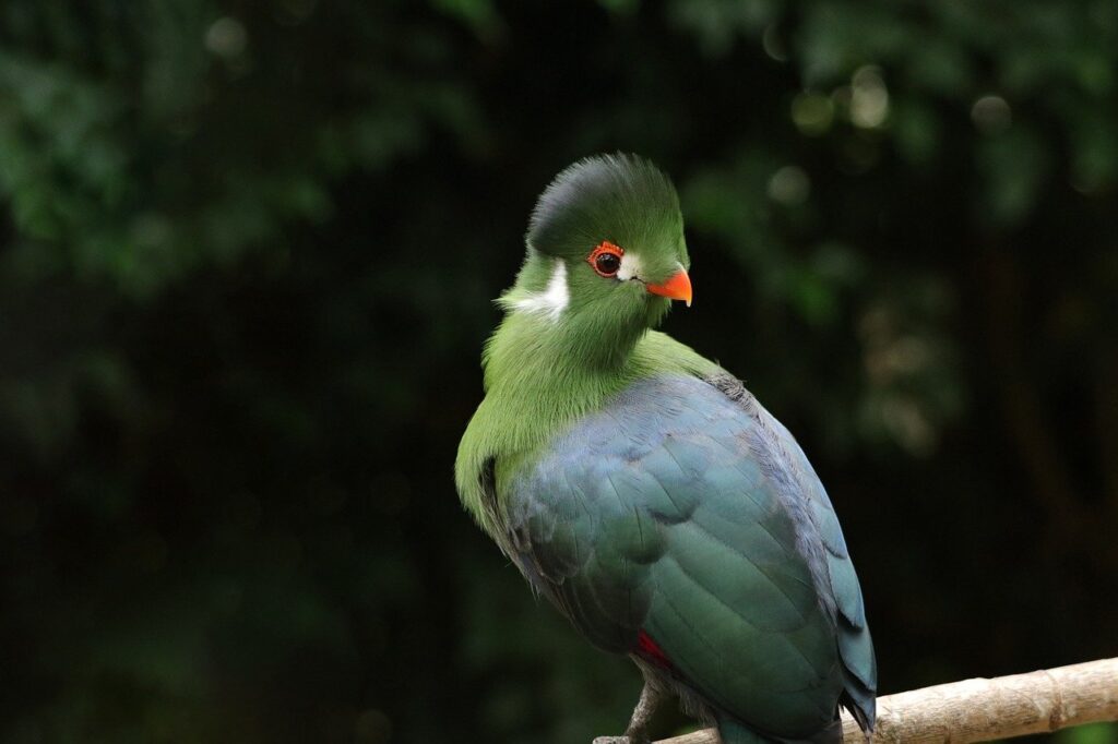 white-cheeked-turaco