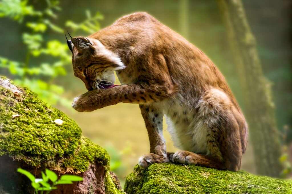 Lynx