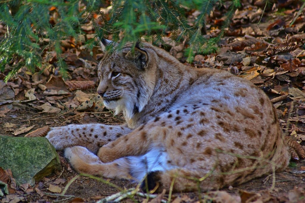 Lynx