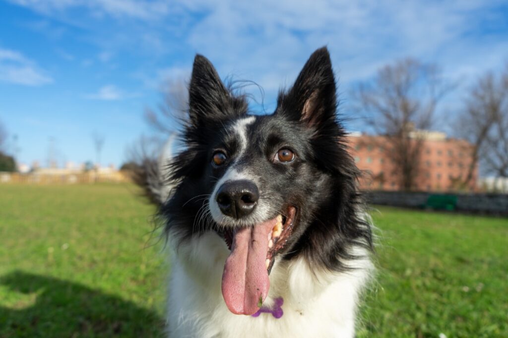 Border Collie