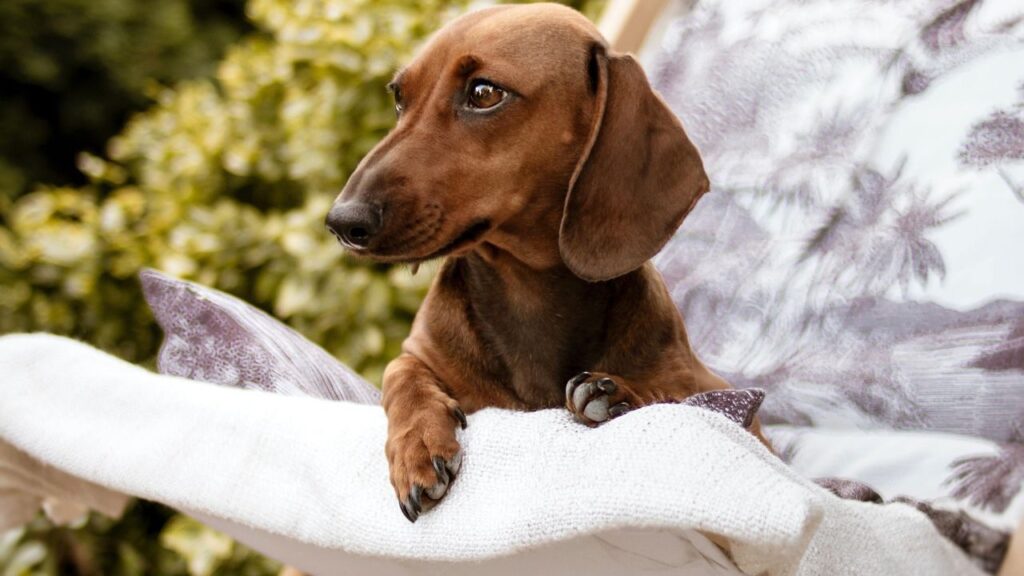 Dachshund dog sitting on a deck chair