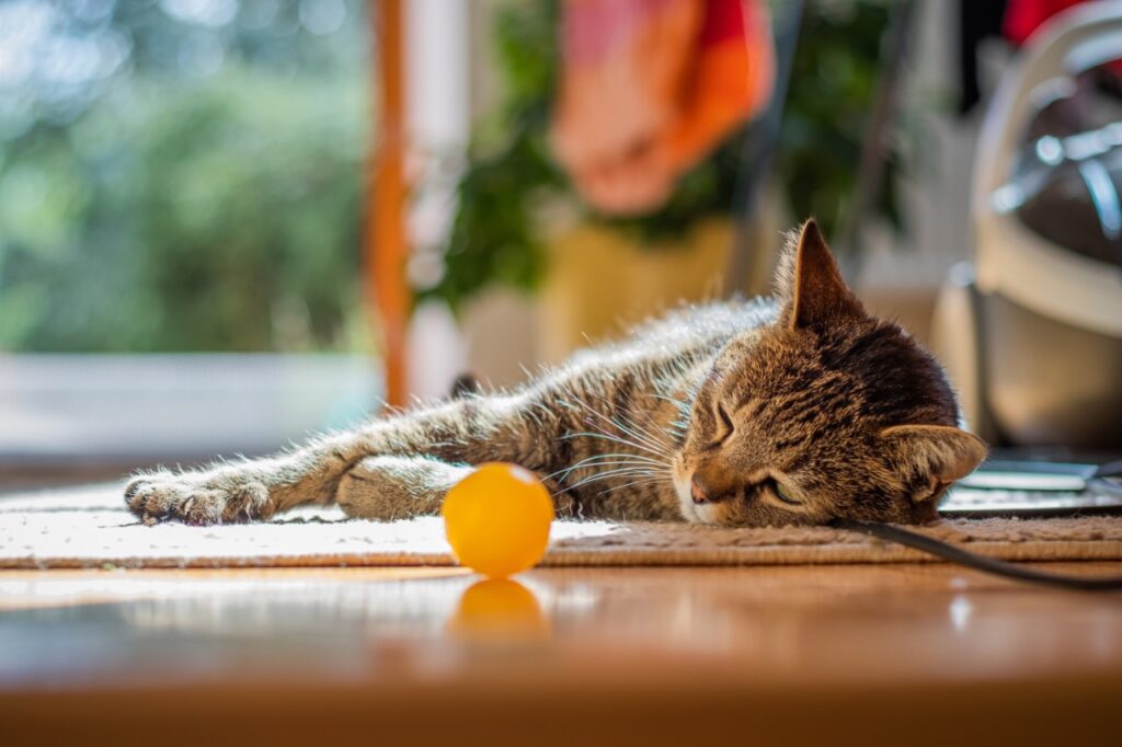 Cat playing with a ball