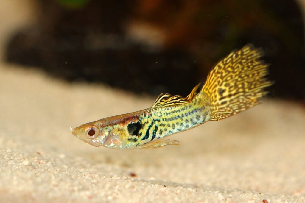 Guppy fish