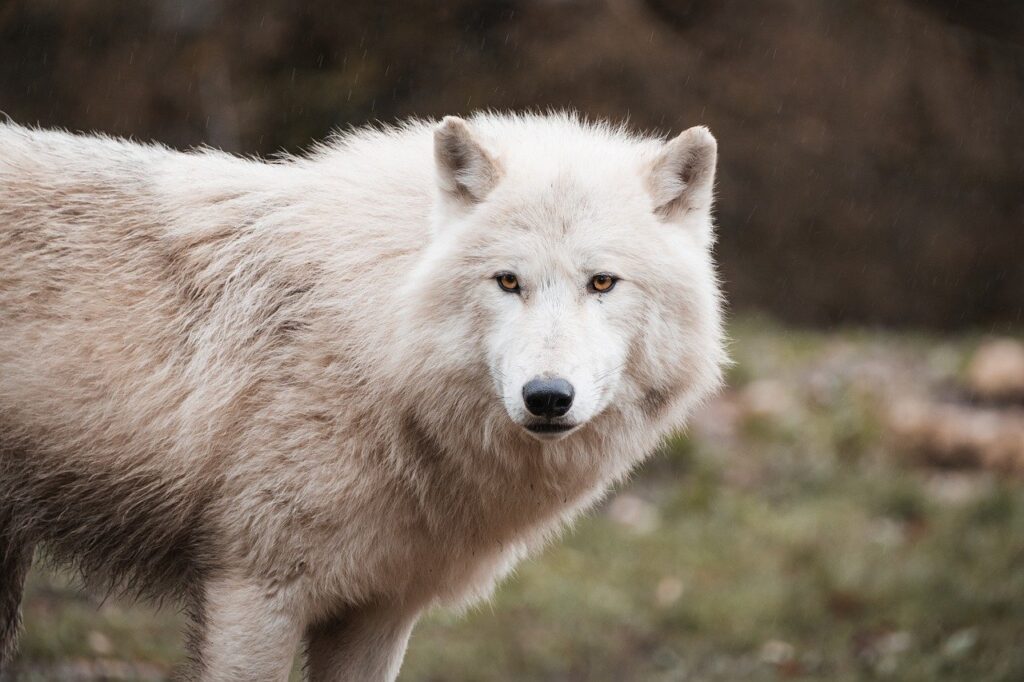 wolf