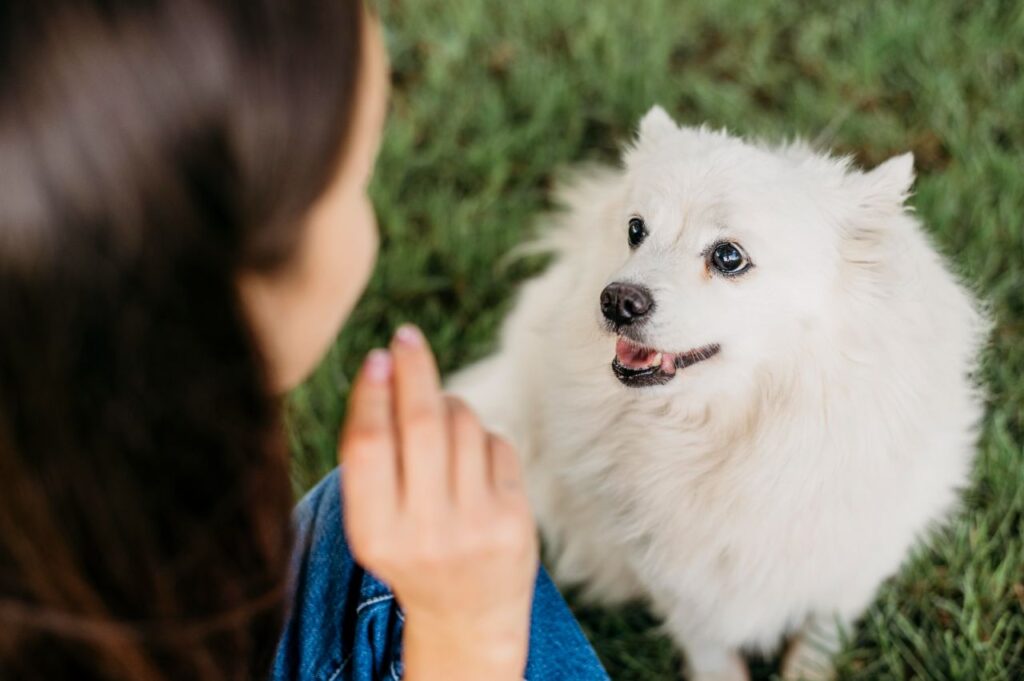woman talking to a white dog