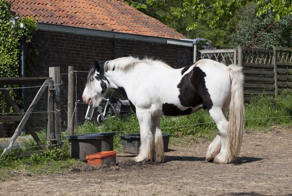belgian draft horse