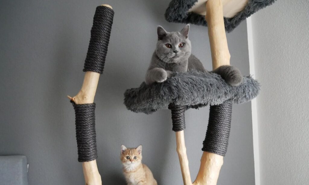 cat tree