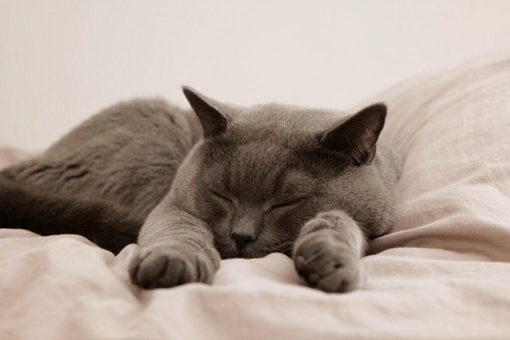 A British Shorthair sleeping