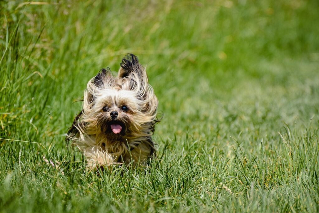 yorkshire terrier playing in the grass