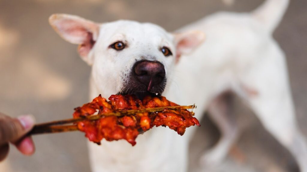 dog