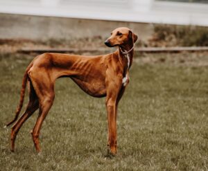 Azawakh Dog