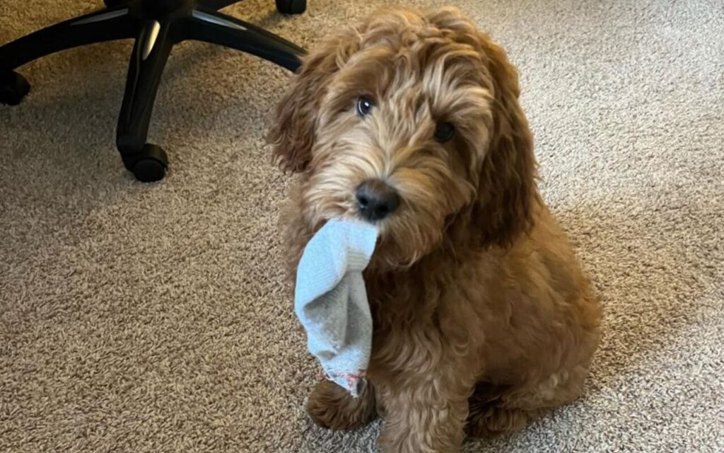 Curly-haired dog sitting on carpet with a sock in its mouth.