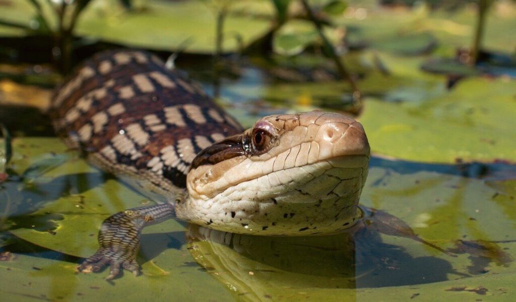 Lizard floating on a pond with lily pads.