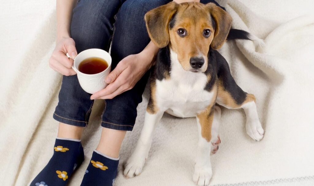 Beagle sitting beside a person wearing floral socks and holding a cup of tea.