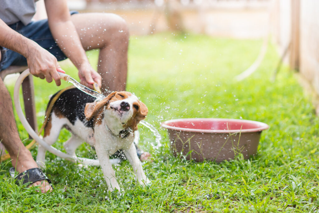 Dog taking bath outside