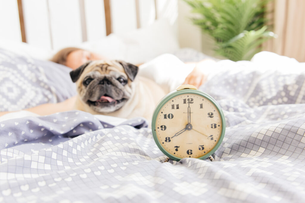 Dog with Alarm Clock